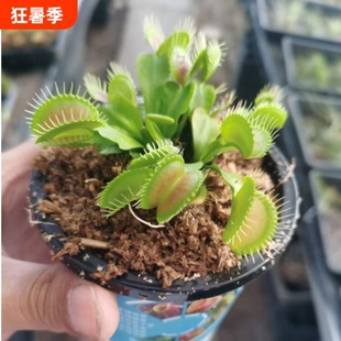 捕蝇草猪笼草食虫草食人花驱蚊草捕蚊草新奇奇趣植物盆栽带盆栽好