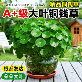 大叶铜钱草金钱草水培植物盆栽室内外精品绿植四季 好养活客厅阳台