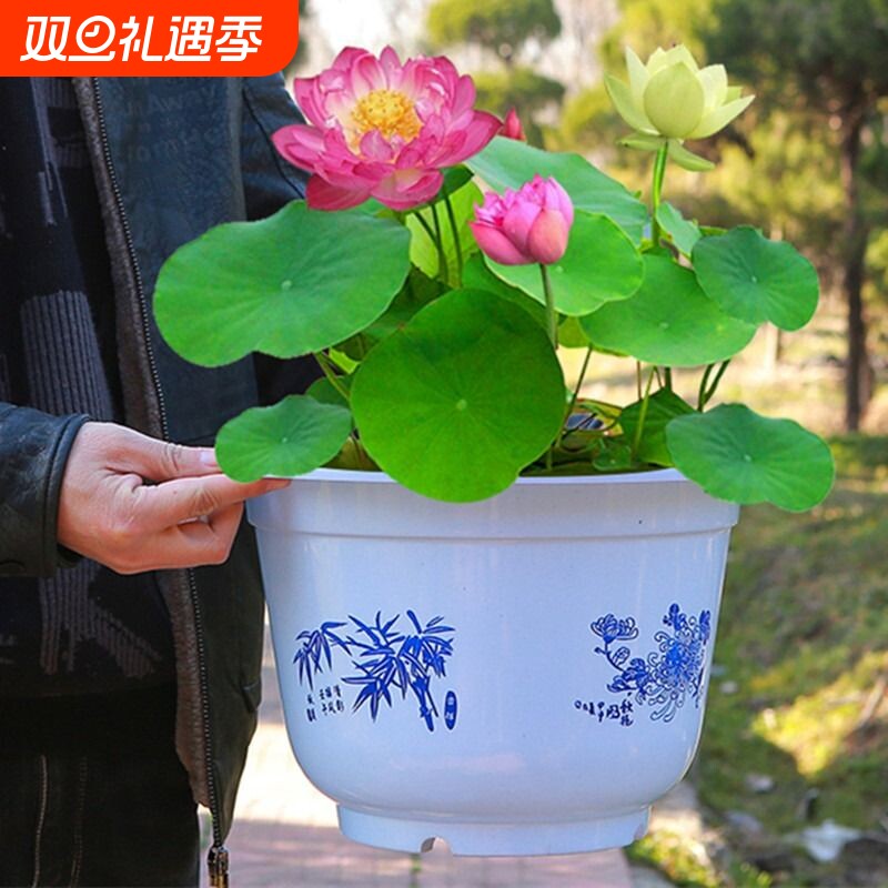 鱼缸水草碗莲水培植物种子四季开花水生植物盆栽无土淡水好养