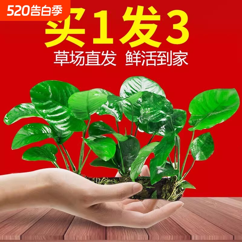 水榕沉木水草植物鱼缸造景装饰摆件懒人淡水阴性增氧屋大叶好养