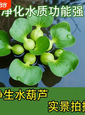 鱼缸浮萍水草净化水质增氧