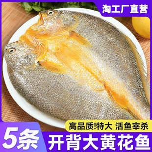 bq黄鱼鲞开背新鲜冷冻黄花鱼三免大黄鱼生鲜小黄鱼烧烤商用半成品