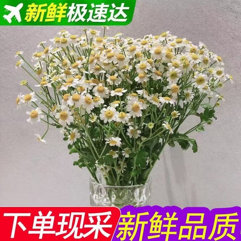 ins洋甘菊小清新花束云南直发洋甘菊花束小雏菊生日花束家庭插花