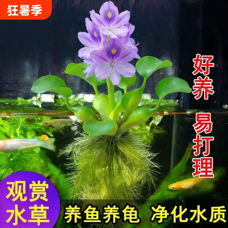 凤眼莲水草浮萍鱼缸乌龟虾花卉鱼池塘净化水生植物种苗莲花水葫芦
