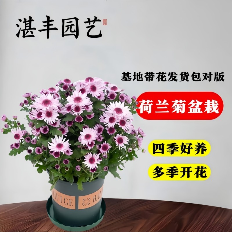 荷兰菊盆栽带花苞重瓣四季菊花开花大苗室内阳台花卉好养植物花期
