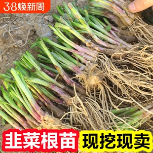 韭菜根苗紫根秋冬宽叶带土现挖室内阳台盆栽大叶红根韭菜苗好养活
