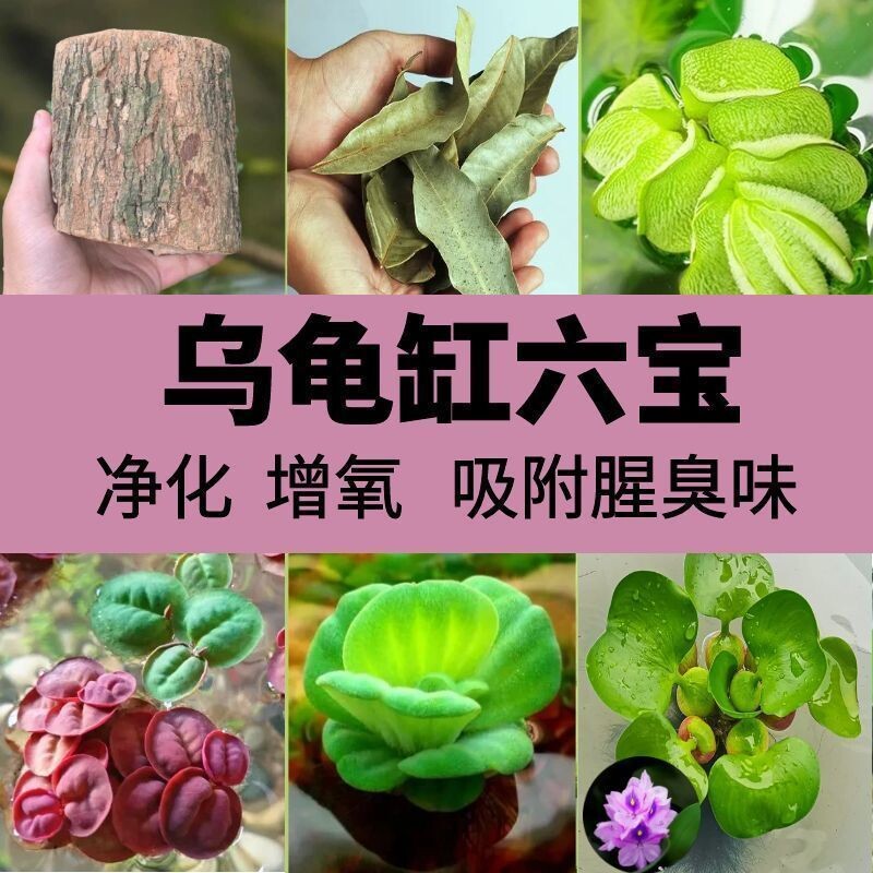 乌龟缸造景绿植水草养龟浮萍水培水葫芦水芙蓉装饰专用水质增氧