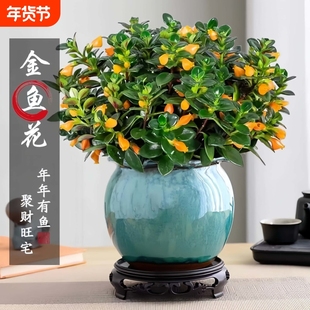 【特价】金鱼吊兰鱼花盆栽室内四季客厅开花好养阳台耐寒植物甲醛