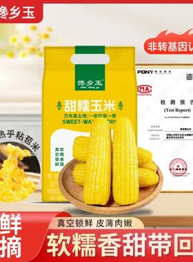 东北正宗甜糯玉米头茬玉米8支装加热即食真空独立包装颗粒饱满