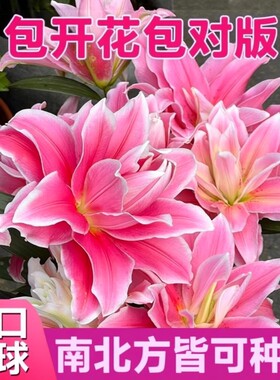 百合花种球盆栽冰美人进口耐寒花卉重瓣香水百合种子种植苗籽阳台