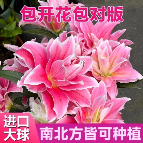 百合花种球盆栽冰美人进口耐寒花卉重瓣香水百合种子种植苗籽阳台