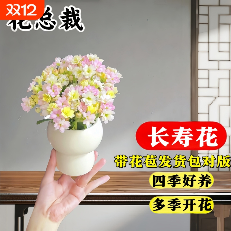 长寿花重瓣盆栽室内花卉