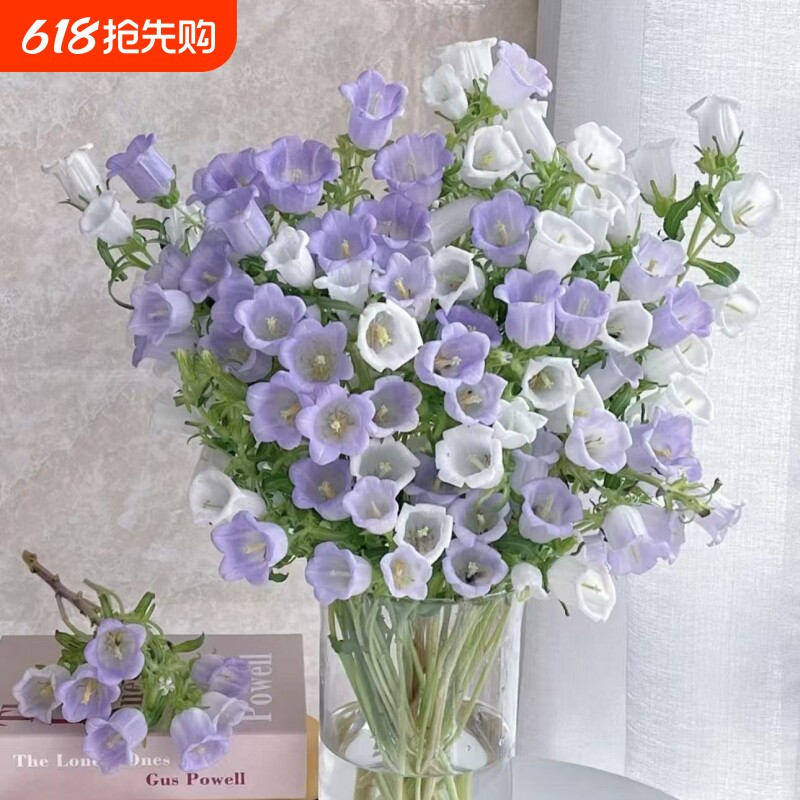 紫色风铃花鲜花花材家用水培插花风铃草鲜切花客厅卧室摆件装饰品