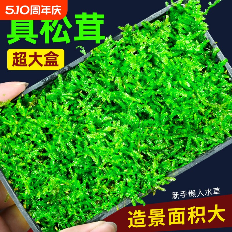 鱼缸松茸莫斯水草造景专用沉木石头造景慕斯树装饰前景阴性植物