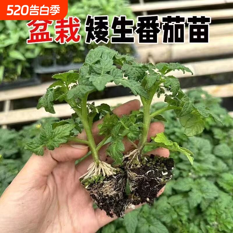 矮生番茄苗红黄黑矮生番茄秧苗带土盆栽圣女果爆满盆阳台种植蔬菜