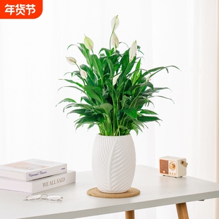 自吸水懒人盆免浇水树脂种植盆发财树装饰植物塑料花盆双层蘑菇