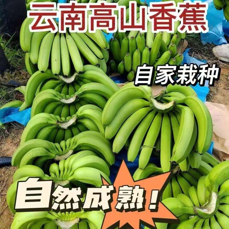 云南香蕉高山大香蕉现摘新鲜水果甜生青香蕉banana自然熟孕妇