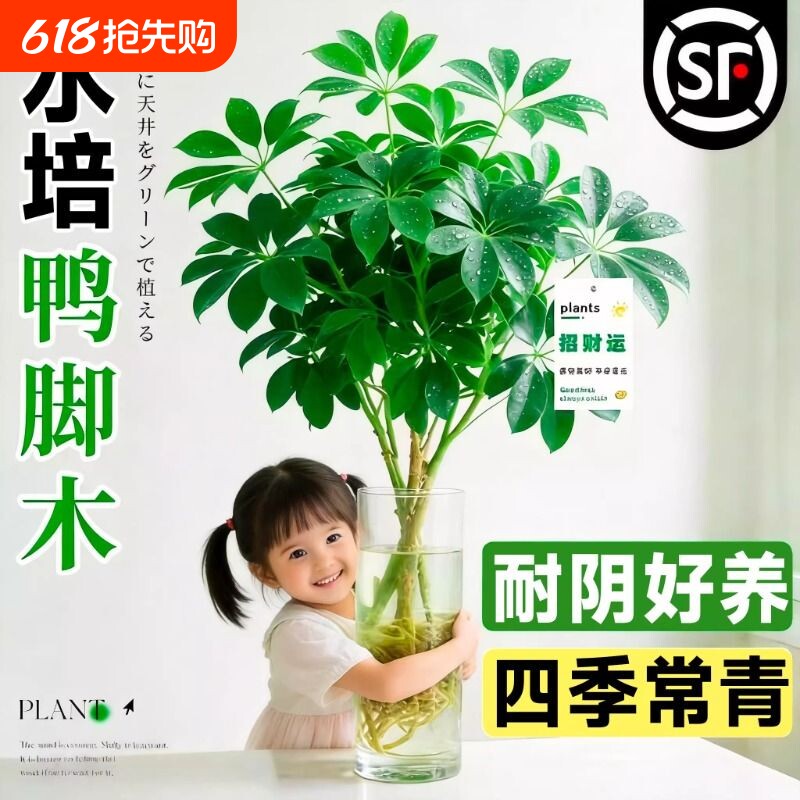 水培鸭脚木老桩八方来财树苗客厅盆栽绿植物室内桌面水养花卉招财