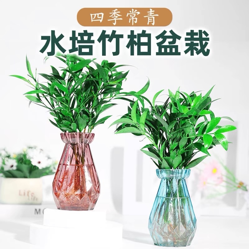 四季常青水培驱蚊竹柏桌面植物盆栽绿植室内花卉客厅防蚊好养玻璃