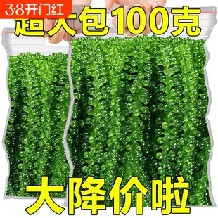 盐渍海葡萄100g海带丝新鲜即食商用海藻菜小零食裙带菜寿司绿色菜