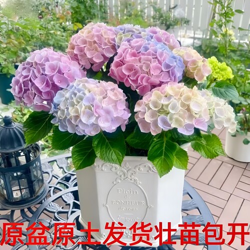 大花绣球苗四季开花无尽夏盆栽花卉绿植物好养耐寒老桩室外阳台