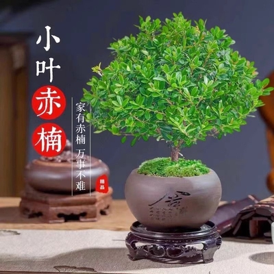 四季盆栽老桩植物文竹盆景苗小叶赤楠好养紫檀木办公室内桌面客厅