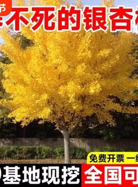 银杏树活苗金叶白果别墅庭院绿化风景拆迁大树苗行道树南北方种植