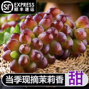 茉莉香葡萄清香口感细腻小葡萄新鲜采摘无籽红提当季水果