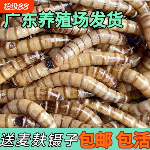 大麦虫活一斤特价面包虫金龙鱼八哥乌龟仓鼠鸟食爬宠物饲料虫类