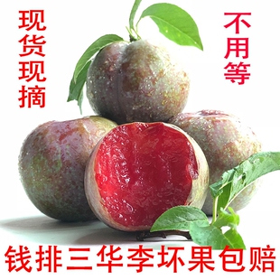 2026早熟钱排三华李3斤酸脆红心李子酸孕妇水果当季现摘现发包邮