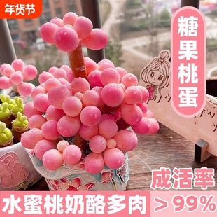 超萌桃蛋老桩多头群生多肉植物可爱盆栽肉肉新手办公室花卉防辐射