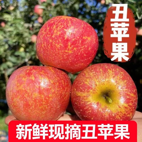 原产地现摘现发正宗丑苹果野生新鲜冰糖心脆甜水果应季水果