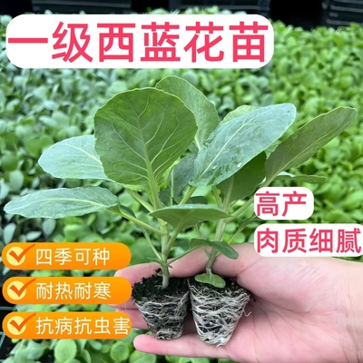 沭韩秋天冬天基地直发蔬菜苗育苗