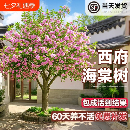 海棠花树苗高杆西府北美海棠耐寒植物庭院盆栽地栽风景树室外开花