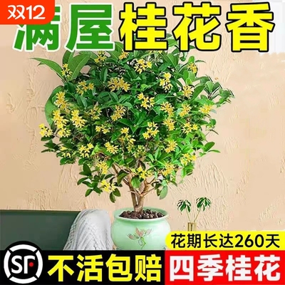桂花树苗四季桂盆栽可食用开花不断室内阳台庭院浓香型花卉植物