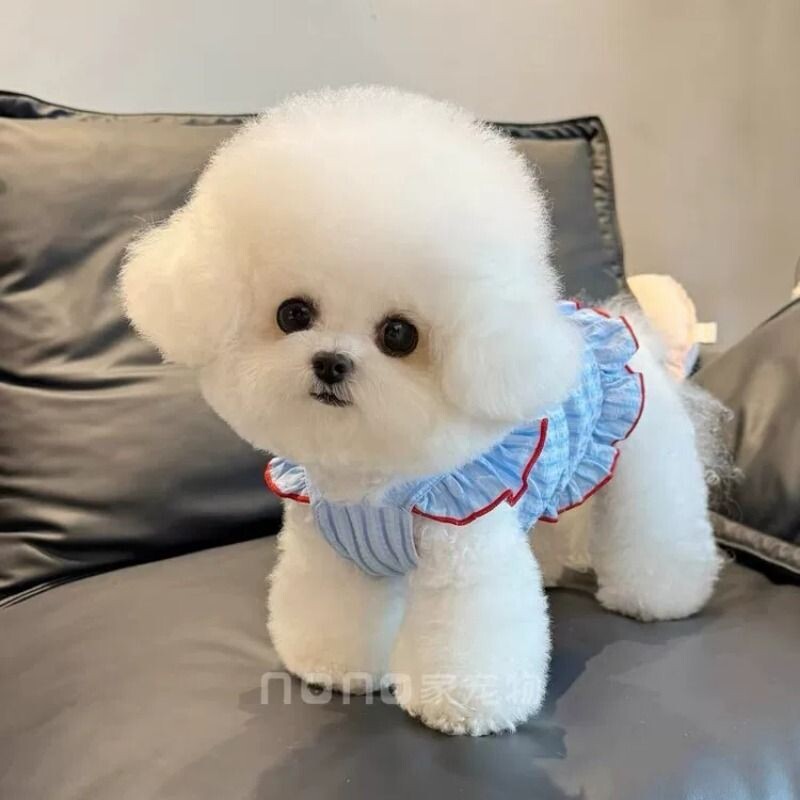 小狗狗衣服夏季薄款条纹大蝴蝶结飞袖吊带裙宠物比熊泰迪猫咪衣服图片
