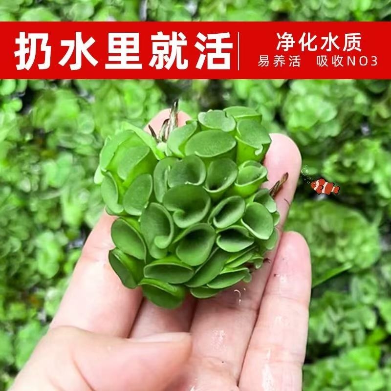 11鱼缸浮萍躲避活体肚兜萍造景生态古法缸绿植好养新手阴性浮性