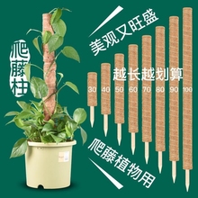 绿萝柱椰棕棒龟背竹支架爬藤植物支撑绿植盆栽支撑杆棕榈柱固定
