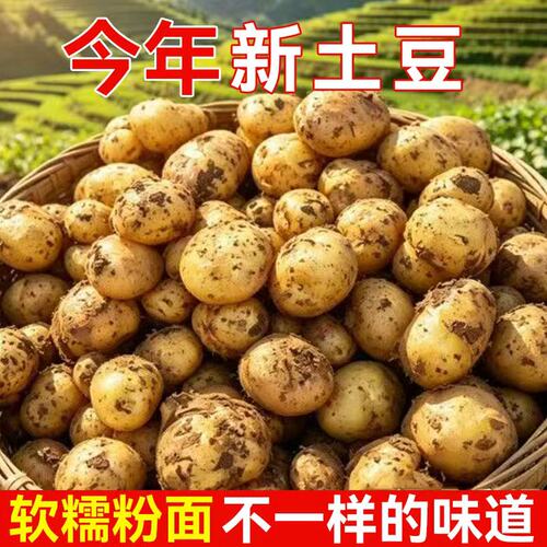 黄心小土豆恩施高山老品种