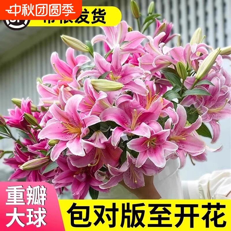 香水百合种球四季开花盆栽带花苞进口重瓣百合花球种子花苗鲜花卉图片