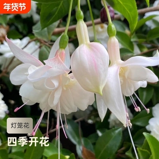 倒挂金钟花种籽花卉大全灯笼花种子室内外盆栽吊兰重瓣易种花种籽