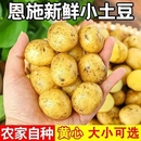 新挖高山土豆恩施黄心迷你小土豆洋芋马铃薯自种 当季