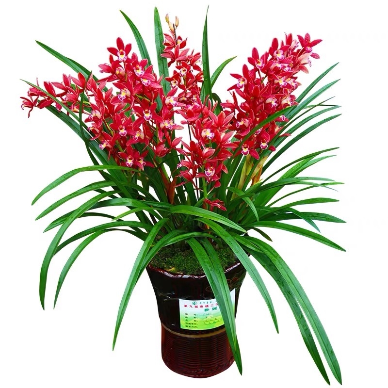 带花苞名贵兰花苗建兰夏荣华富贵浓香好养花卉室内绿植盆栽