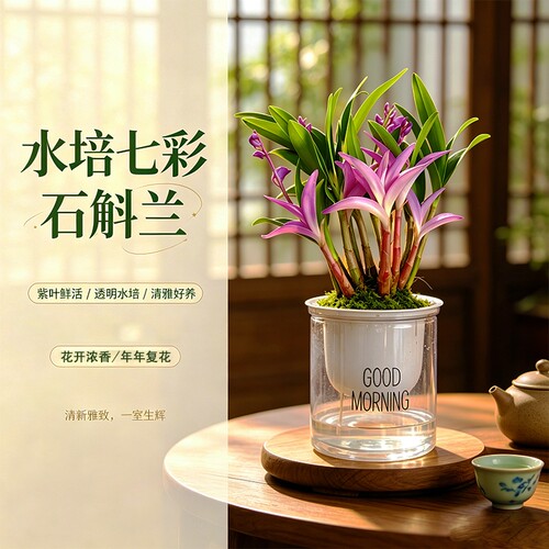 七彩香水石斛兰花苗冬带花苞室内桌面好养浓香水培盆栽花卉绿植物