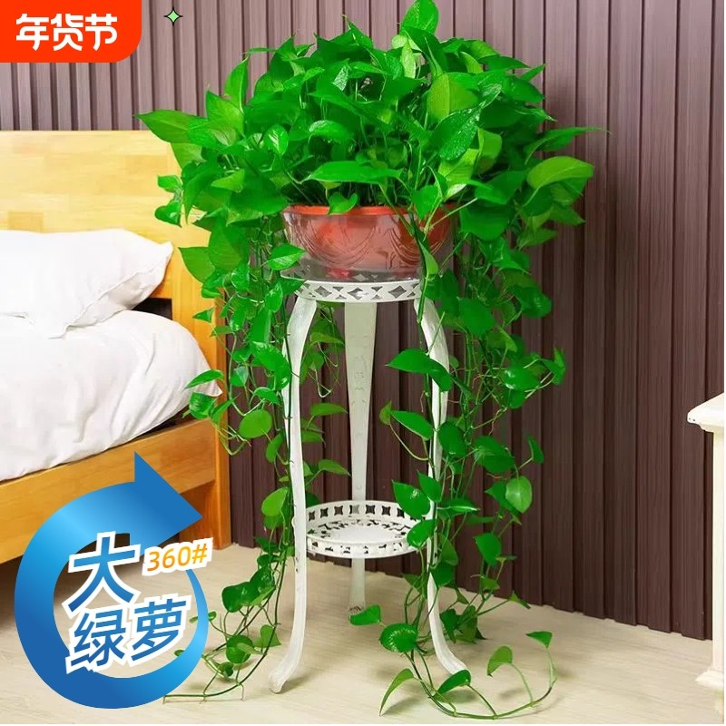 360#长藤绿萝盆栽植物室内绿植吸甲醛净化空气大盆花架土水培客厅