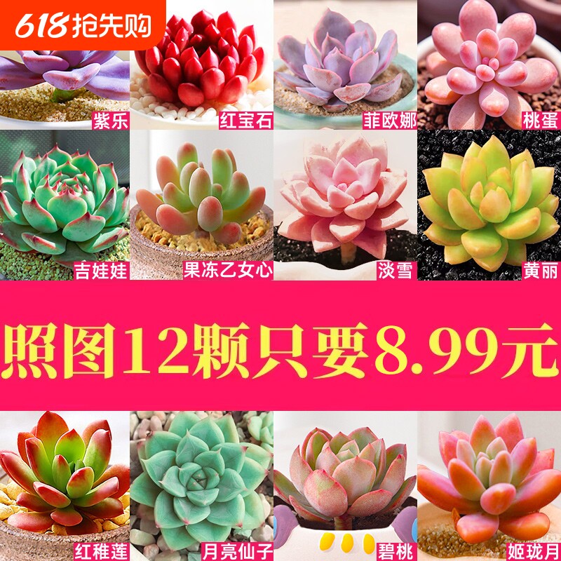 多肉植物室内带小盆栽大颗好养组合稀有品种绿植幼儿园送老师礼物