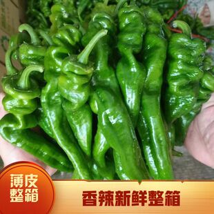 黄冈新鲜现摘螺丝椒香辣薄皮农家自种青尖椒青椒蔬菜批发包邮