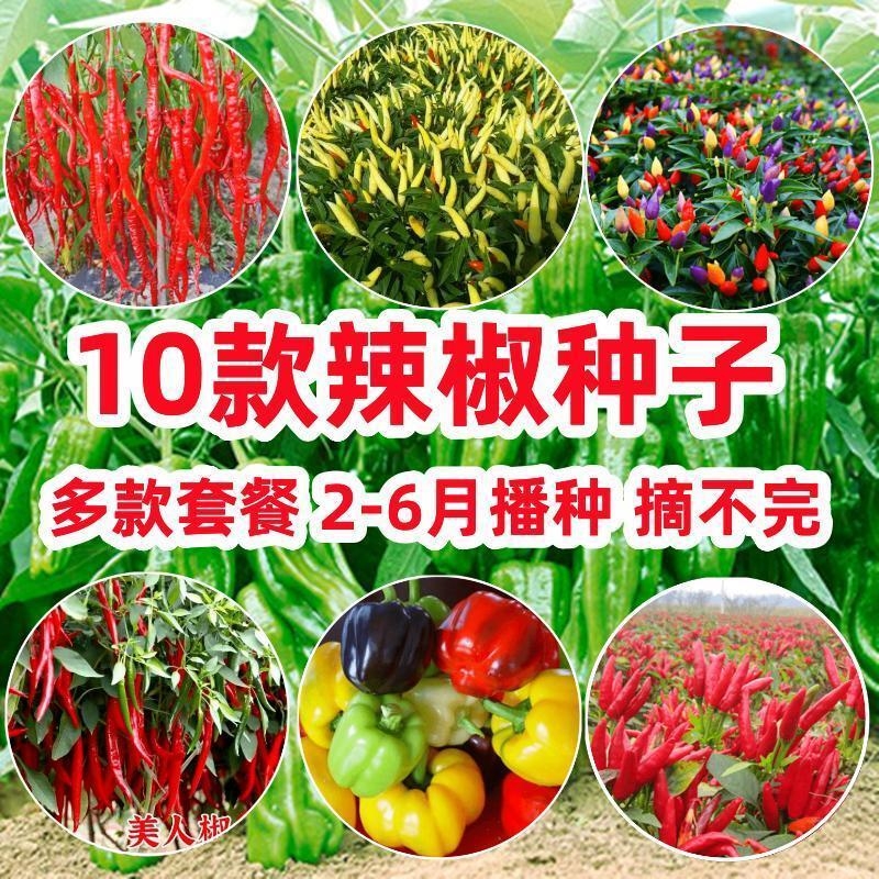 10款辣椒种子牛角辣五彩椒美人椒朝天椒青椒春季四季籽种苗蔬菜孑