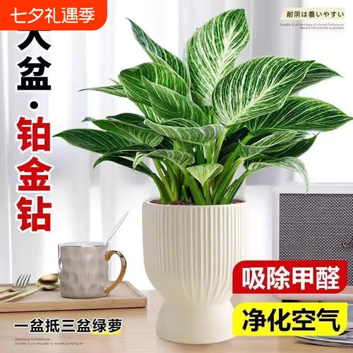 铂金钻水培植物室内好养大叶金钻绿公主盆栽带花苞蔓绿绒花卉绿植