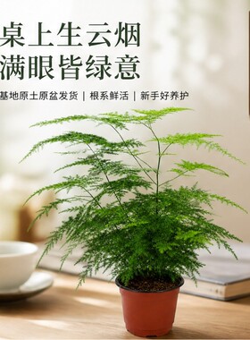 文竹盆栽室内盆景超好养绿植